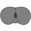 Thumbnail for version as of 15:03, 4 May 2025